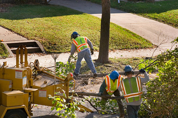 How Our Tree Care Process Works  in Prospect, PA